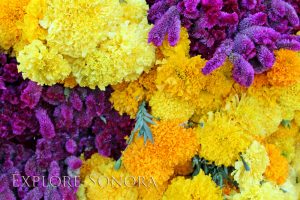 Altar elements - marigolds and terciopelo