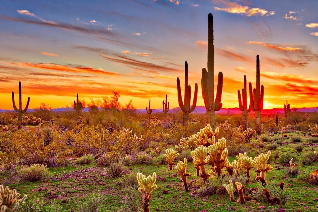 Colorful Desert Sunset with Cactus Poster