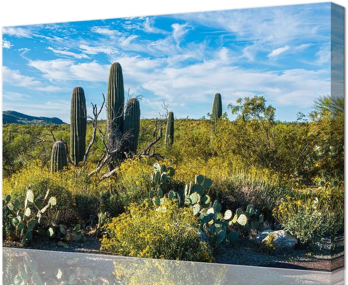 Saguaro National Park Landscape