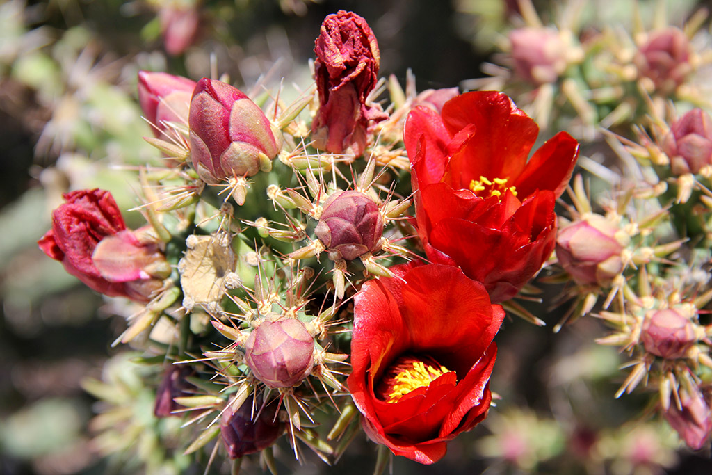 Red cactus blooms